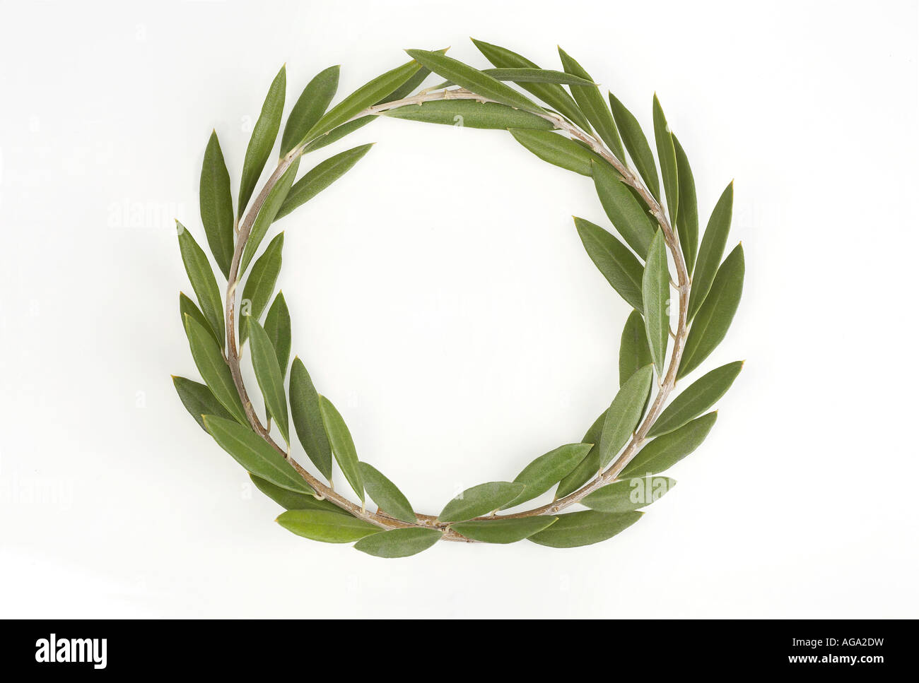 Olive leaf wreath hi-res stock photography and images - Alamy