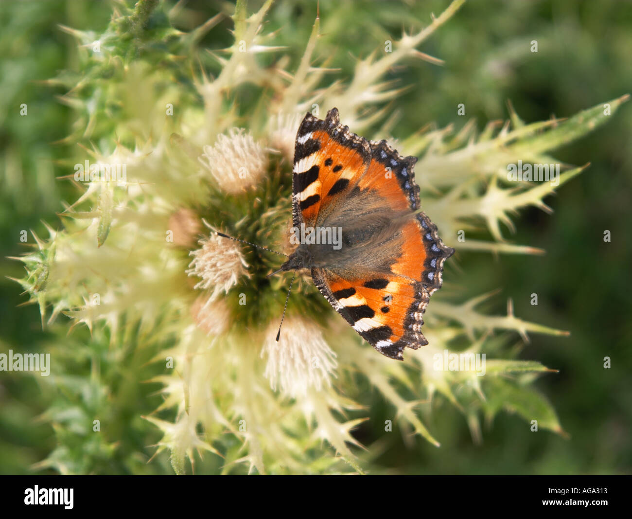 A butterfly collecting nectar Stock Photo