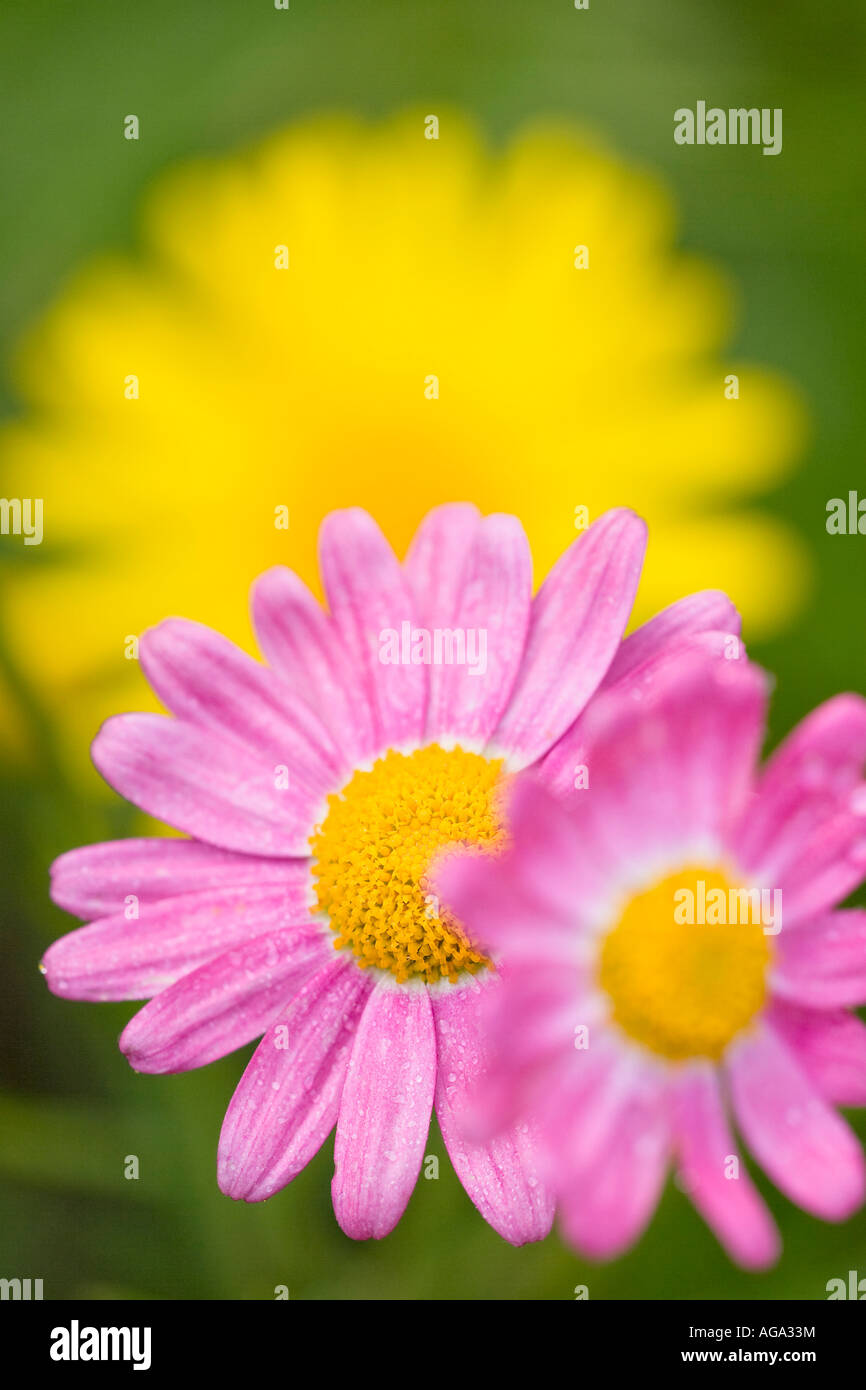 Pink and Yellow Marguerite Daisy Flowers Stock Photo - Alamy