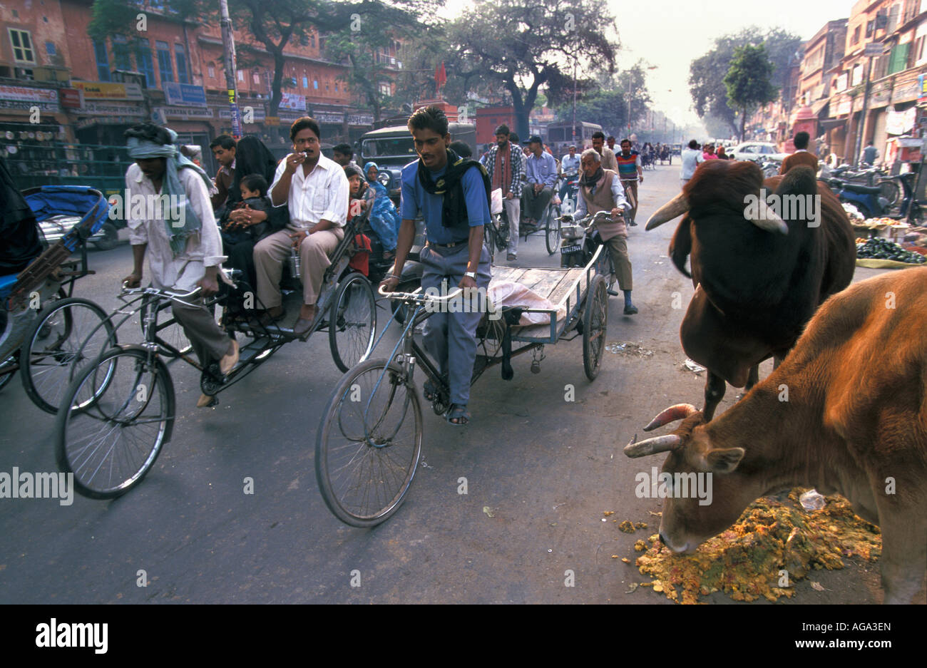 India, Rajasthan, Jaipur, Rickshaws on street and cows Stock Photo