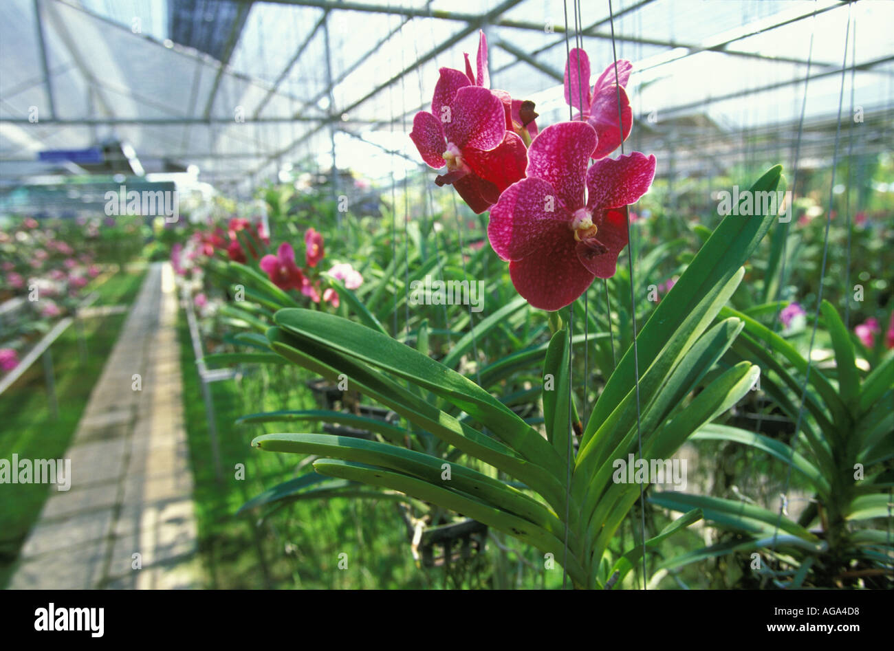 An orchid, a Vanda hybrid, at an orchid farm in Mae Sa Valley, Chiang Mai, Thailand. Stock Photo