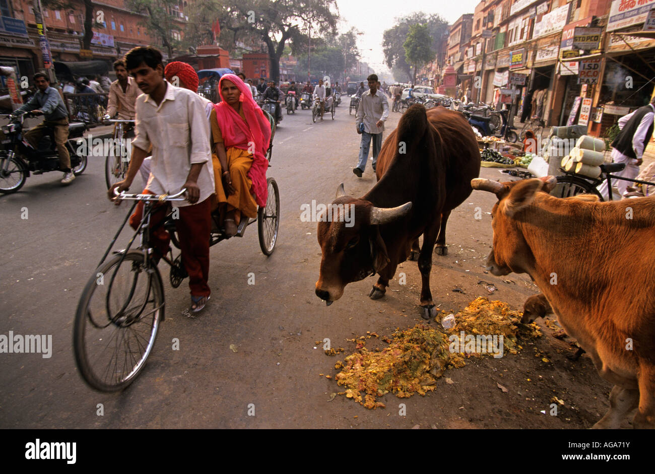 India, Jaipur, Rajasthan, Vehicles moving beside cows on street Stock Photo
