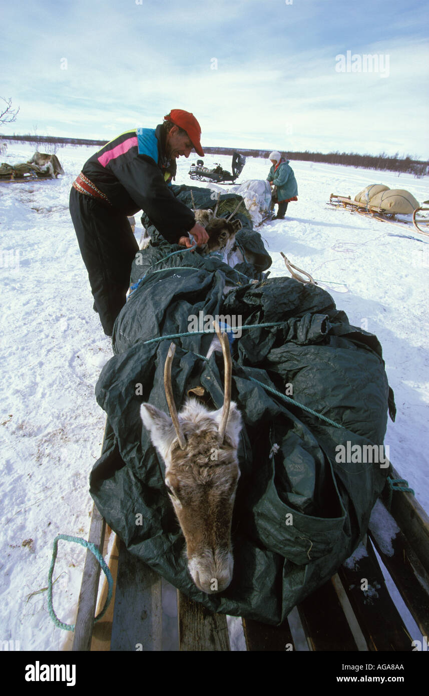 Saami tie weak reindeer calves onto sleighs out on the tundra of  Finnmarksvidda, northern Norway Stock Photo