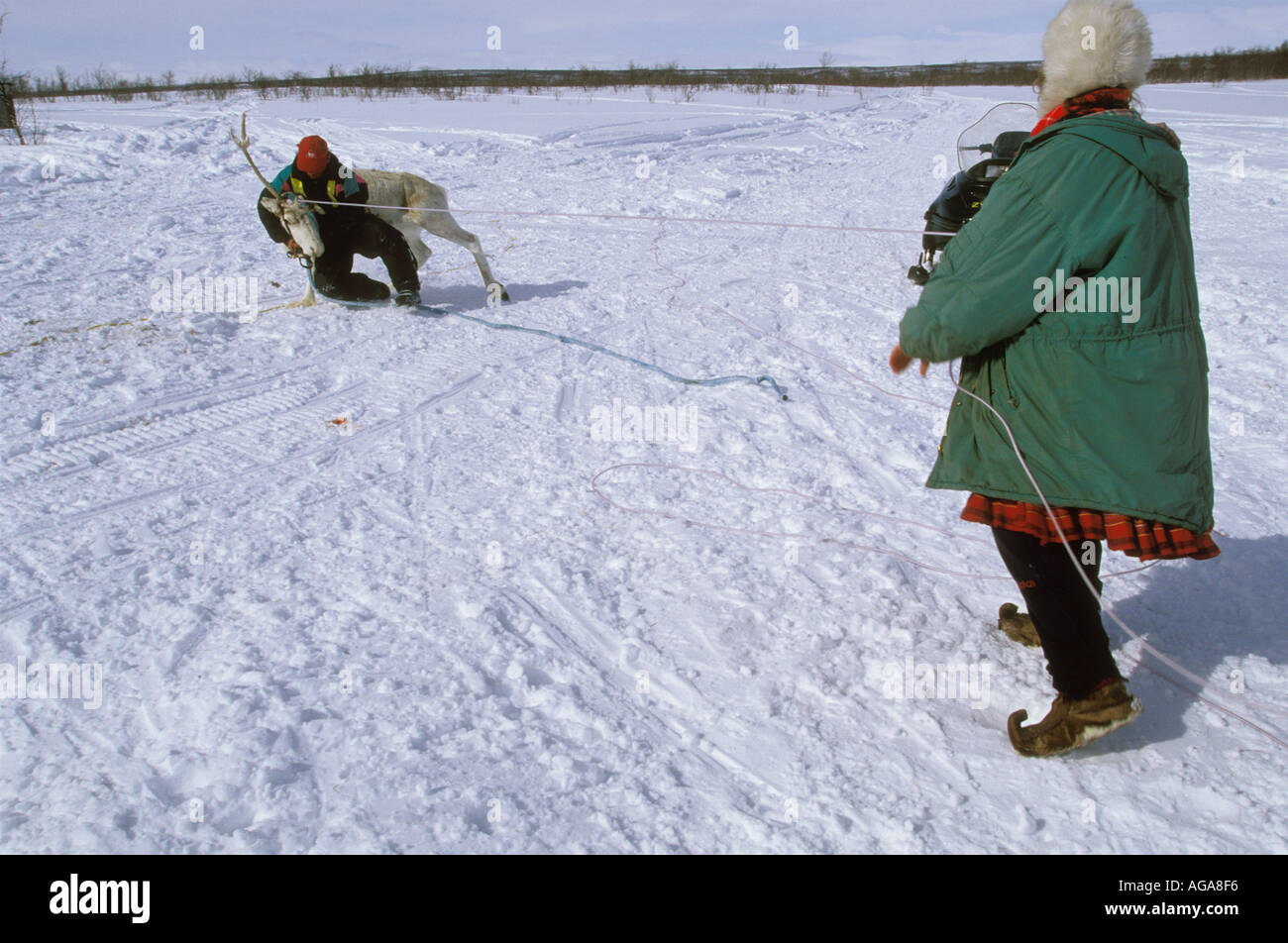 A Saami woman and man catch a reindeeer bull with a lasso,  Kautokeino area, Norway. Stock Photo