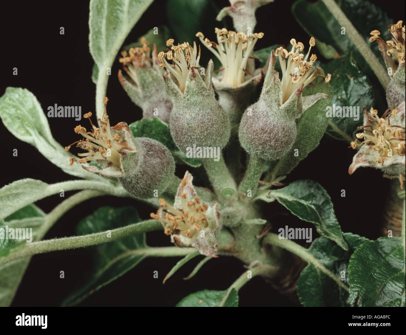 Fallen apple tree blossom hires stock photography and images Alamy