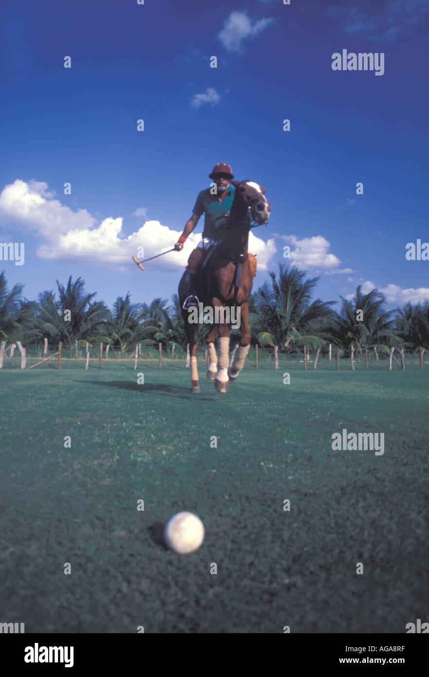 Jamaica Chukka Cove polo match action mallet horses Stock Photo Alamy