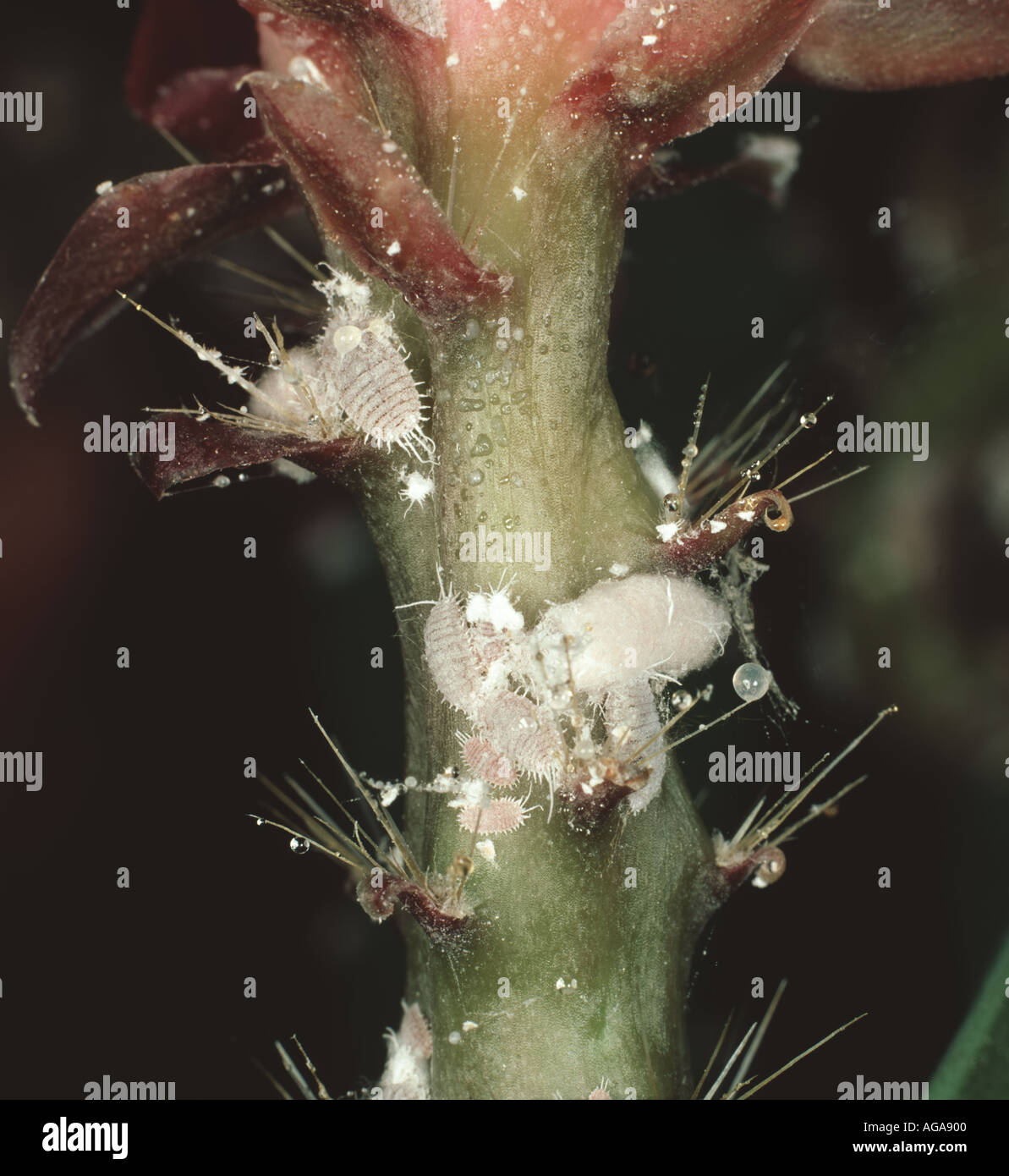 Citrus mealybugs (Planococcus citri) and honeydew on Orchid or Easter cactus (Disocactus spp.) Stock Photo
