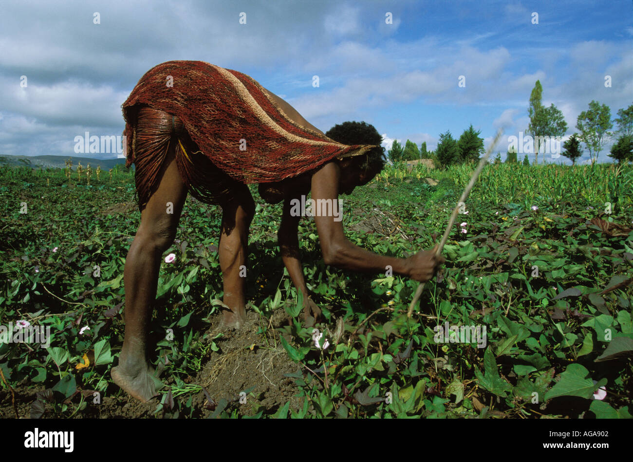 Dani woman harvesting sweet potatoes The Baliem Valley Papua or Irian Jaya Indonesian New Guinea Stock Photo