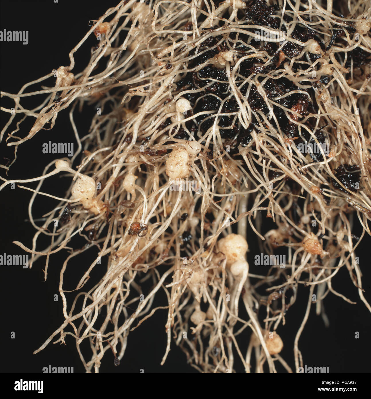 Root nodules on lettuce Lactuca sativa caused by root-knot nematodes Meloidogyne sp Stock Photo