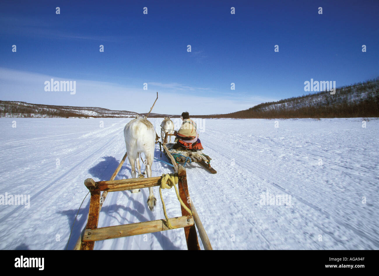 Saami man leading tourist trip with reindeer drawn sleighs on the  frozen Kautokeino River Finnmarksvidda Norway Stock Photo