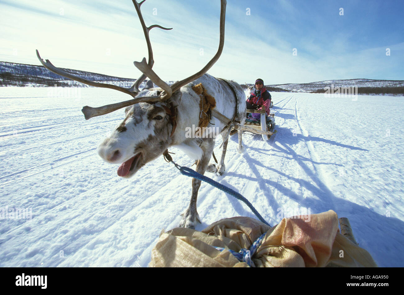 Tourists from Austria take a trip with reindeer-drawn sleighs on the  frozen Kautokeino River, Finnmarksvidda, Norway Stock Photo