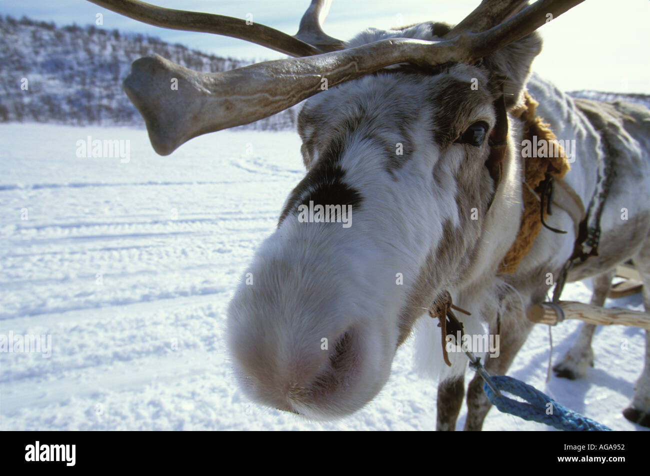 A tamed reindeer bull that pulls a sleigh during a tourist trip on the  frozen Kautokeino River, Finnmarksvidda, Norway Stock Photo