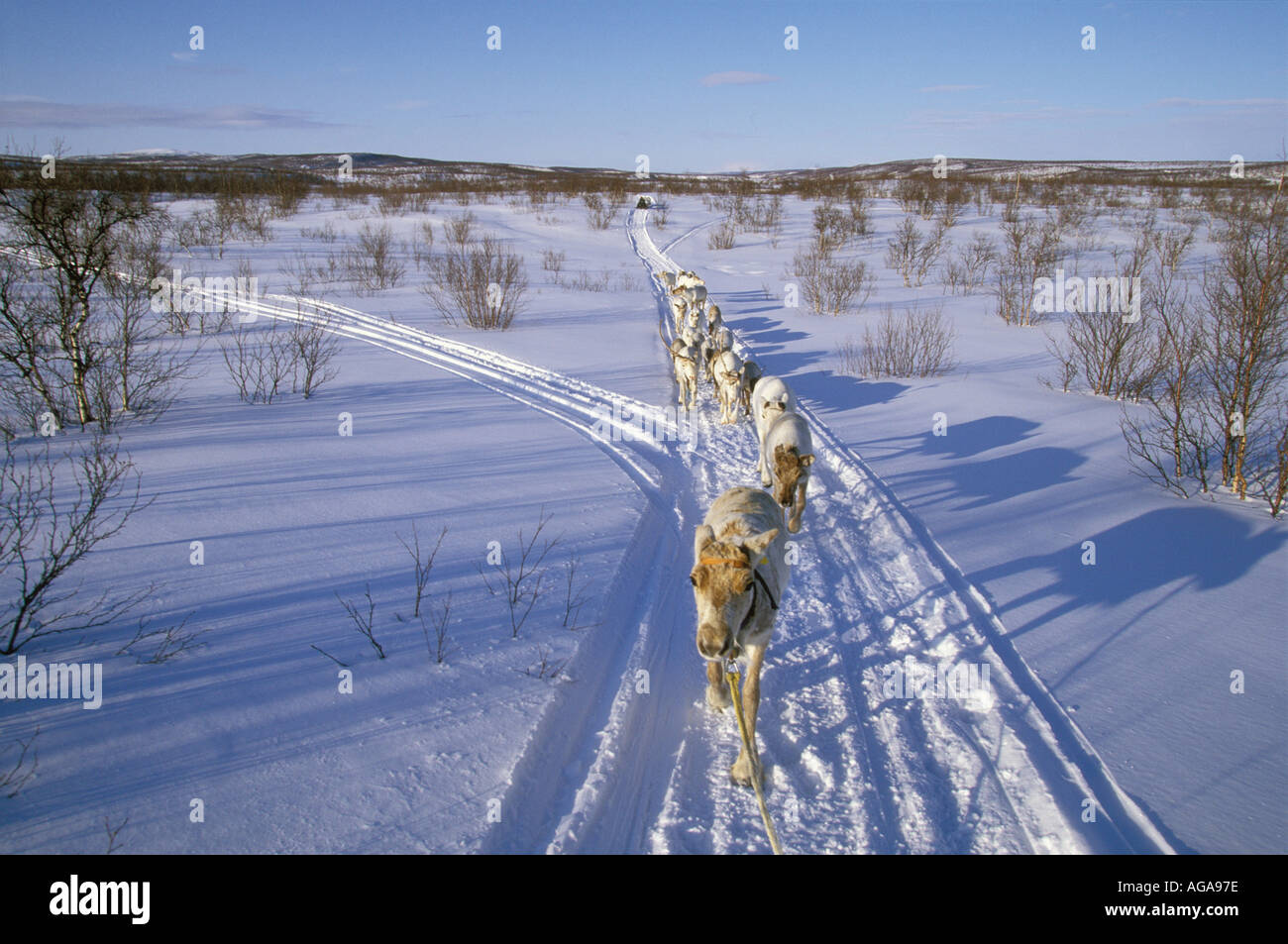 Saami move a small flock of reindeer to the main herd in time for the  spring migration, Kautokeino, Norway Stock Photo