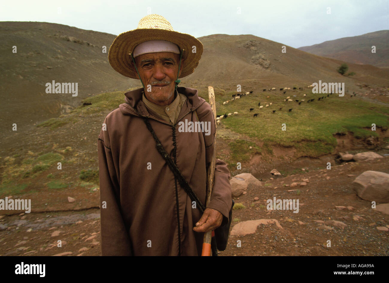 Berber herder with small flock of sheep and goats Near Telouet the High ...