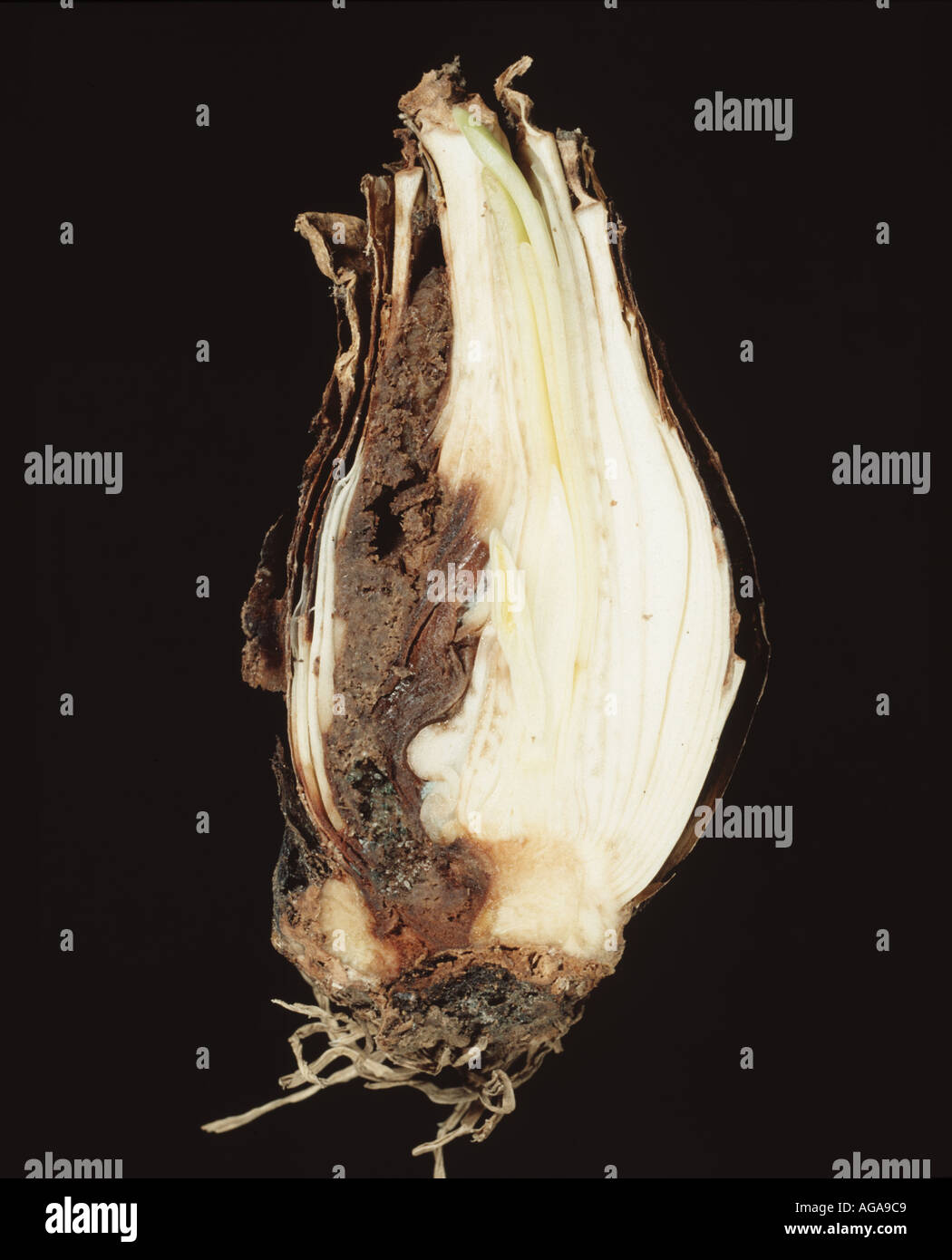 Damage to a Narcissus bulb by stem eeelworn Ditylenchus dipsaci with secondary infestation of bulb mites Rhizoglyphus Stock Photo