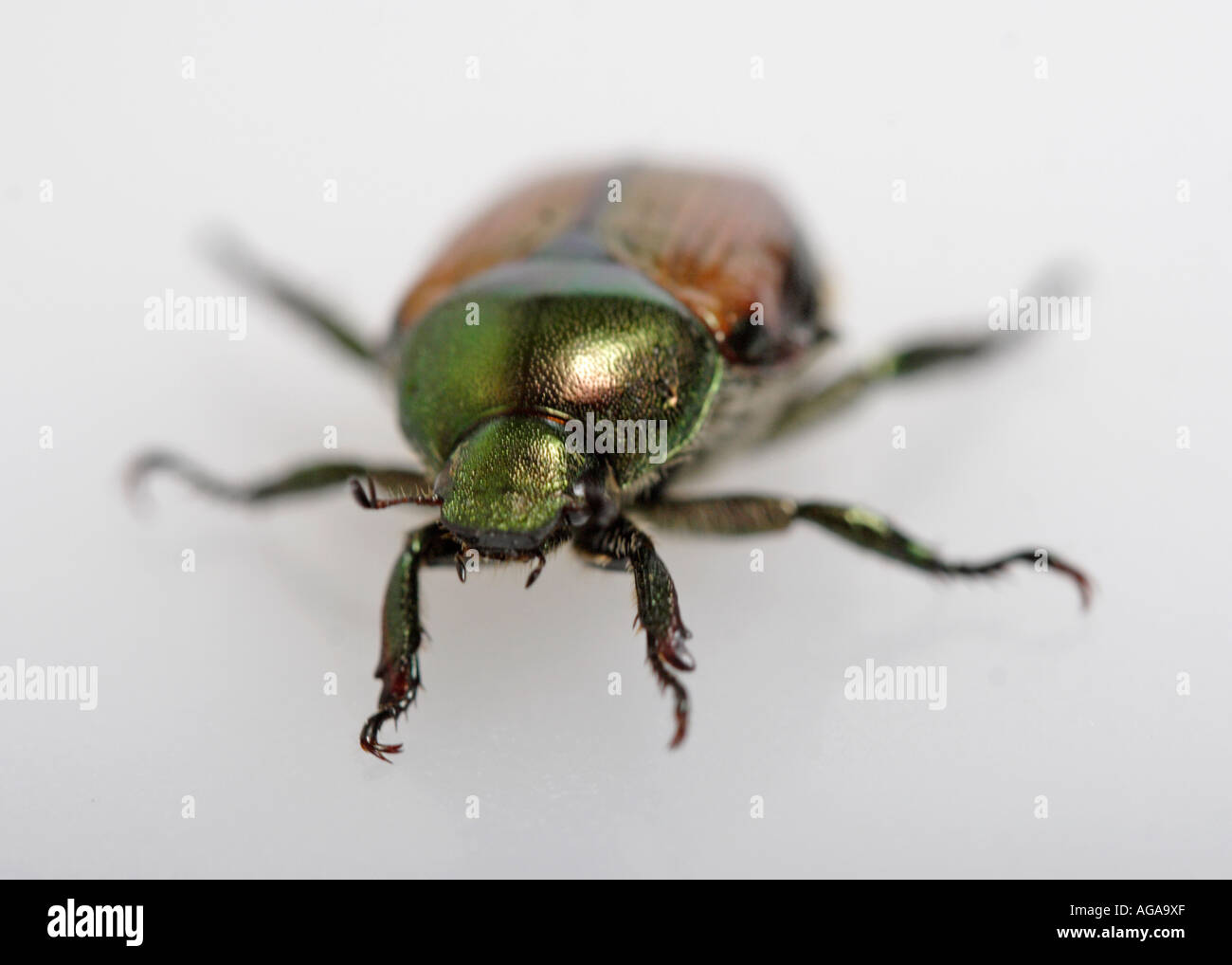 Japanese Beetle - Popillia japonica Stock Photo - Alamy