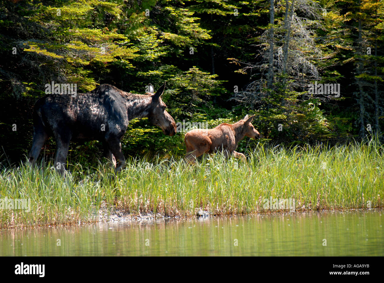 Moose mother and calf splashing in walking on grassy shoreline at Isle Royale National Park, Michjigan Stock Photo