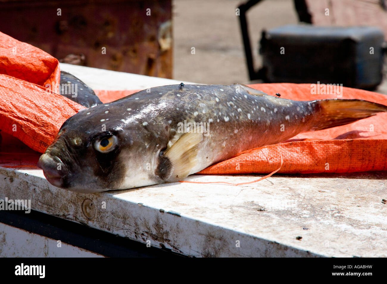 Butterfish hires stock photography and images Alamy