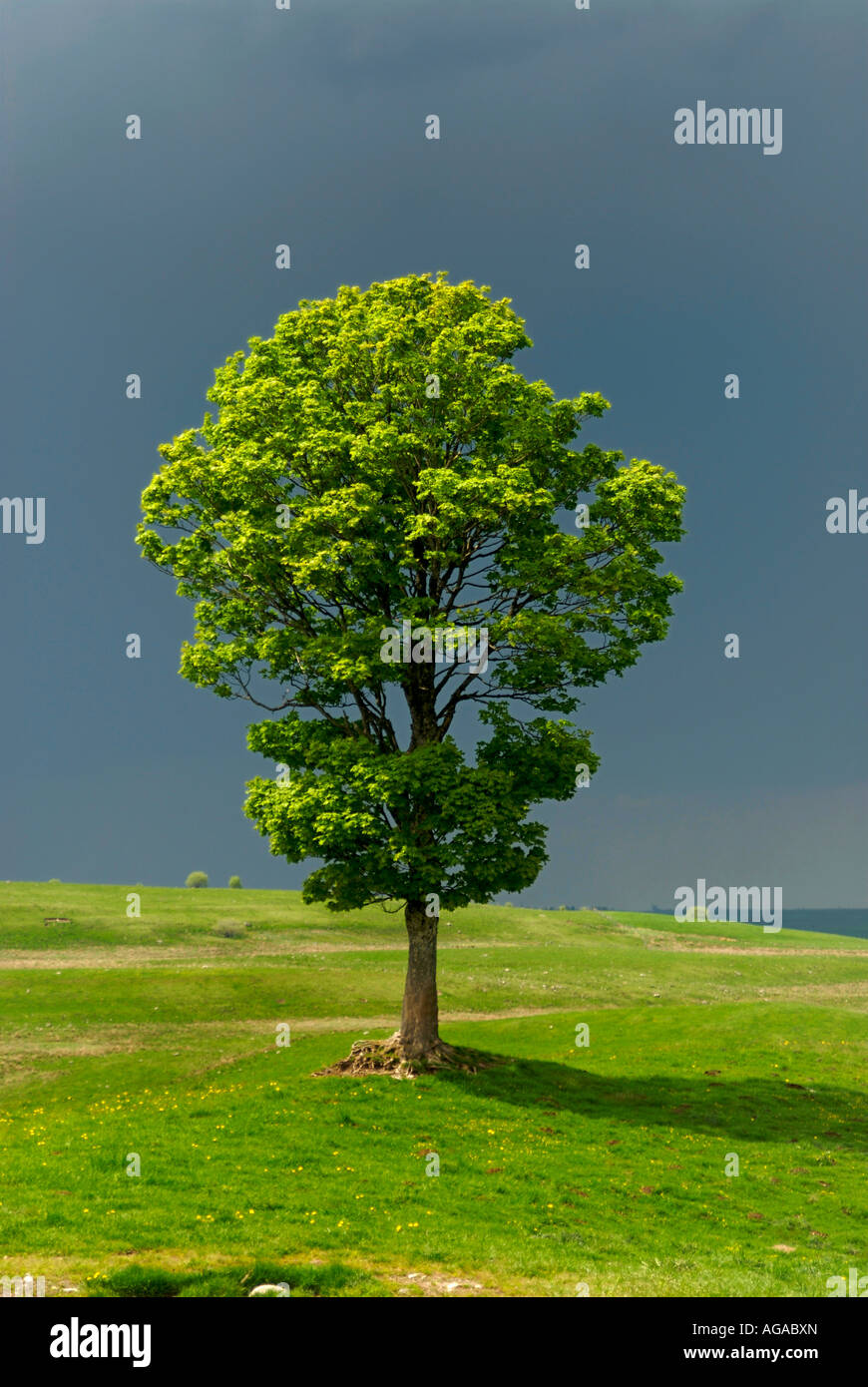 Alone tree in green hi-res stock photography and images - Alamy