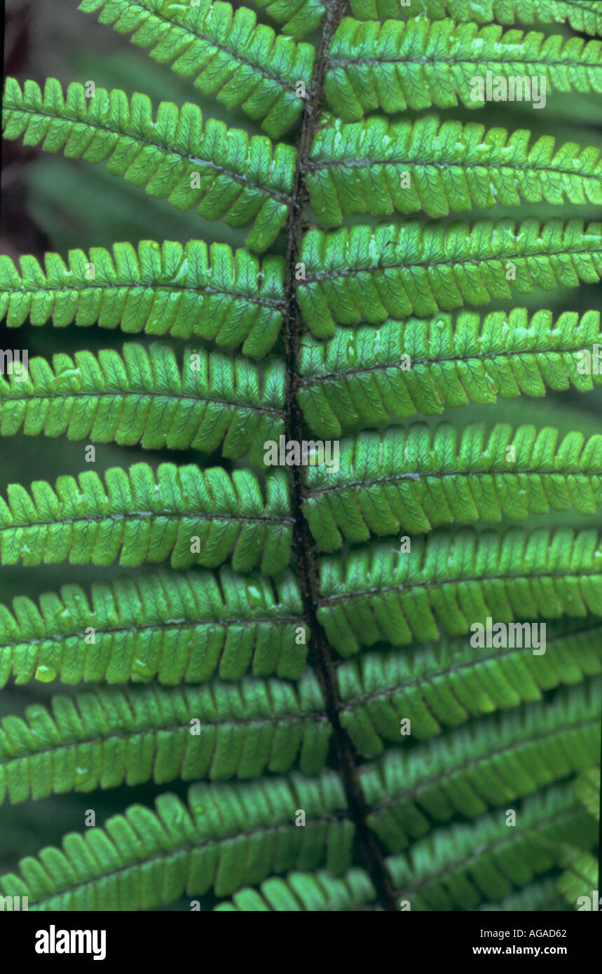 close-up view of green fern fronds Stock Photo