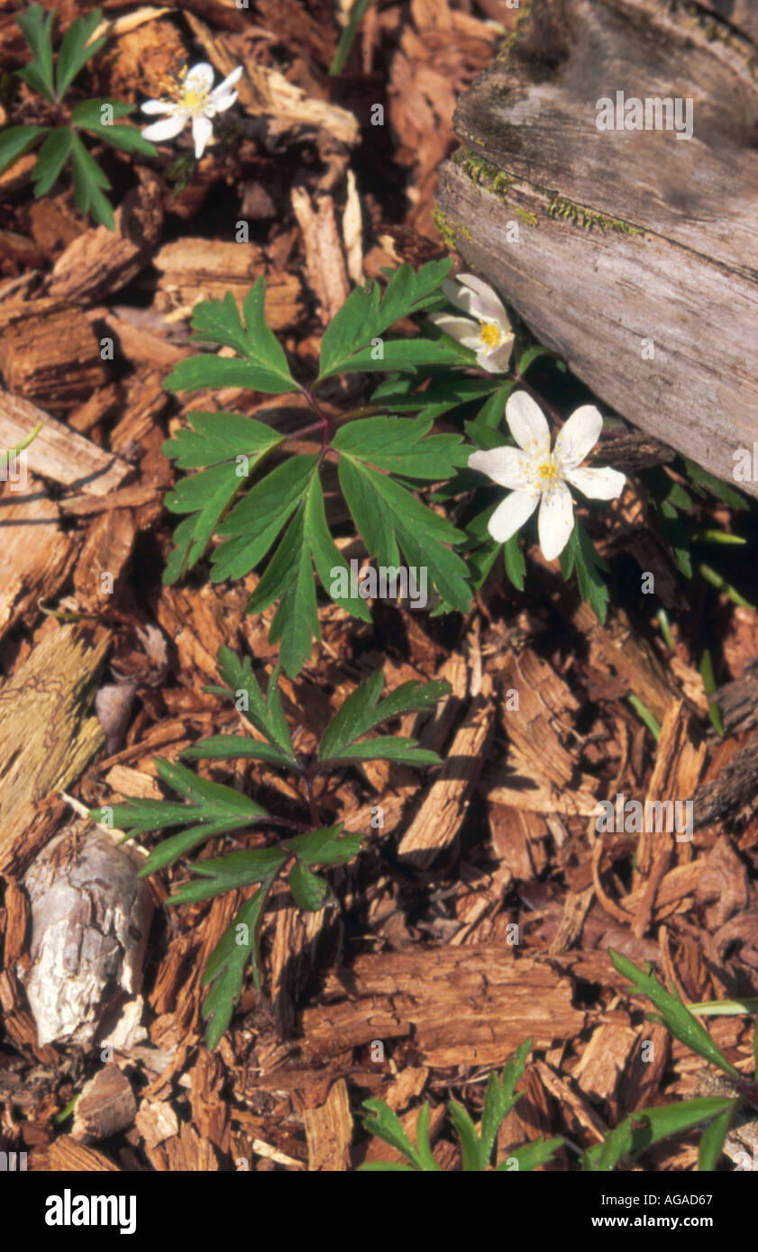 Wood anemone Anemone nemorosa Pamphill Wood Wimborne Dorset UK Stock