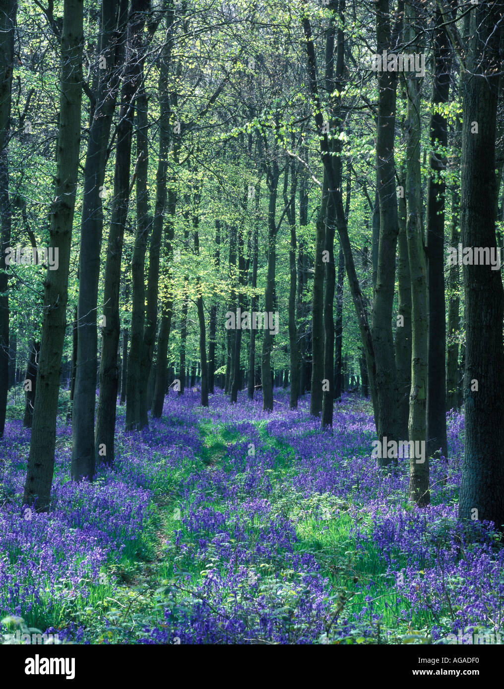 bluebell wood at Ashridge Hertfordshire Buckinghamshire Chiltern Hills Stock Photo