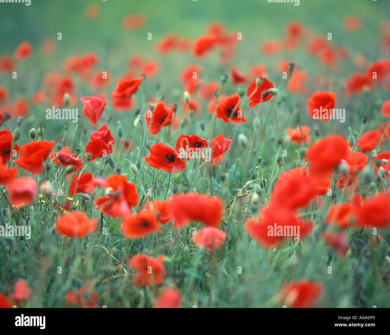 poppies common weed of cultivated land and waste places becoming far ...