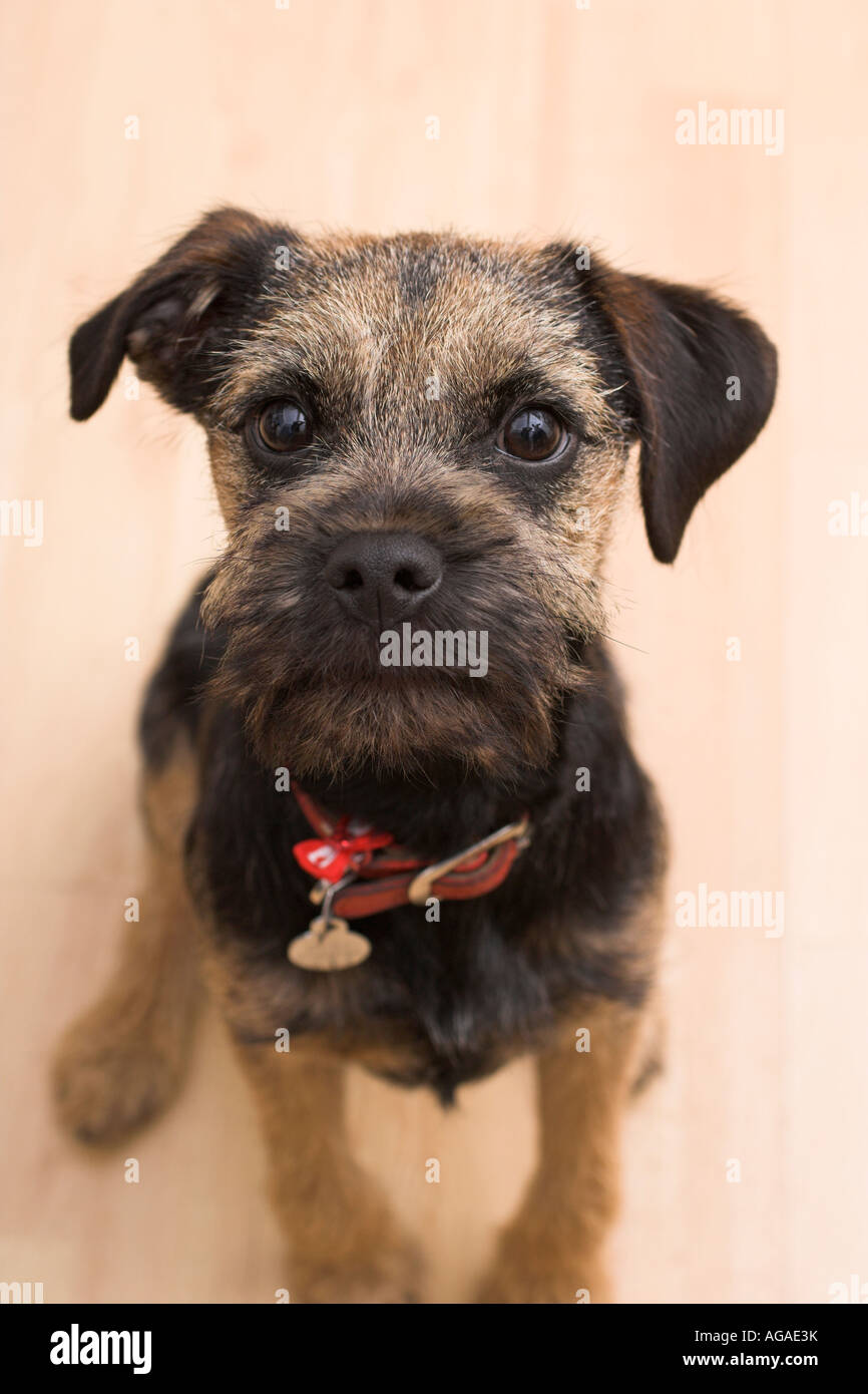 portrait of terrier dog puppy Stock Photo