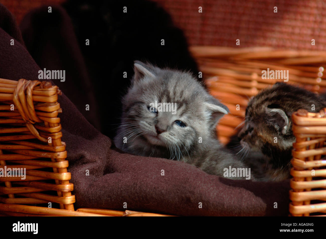 Kittens In A Basket Stock Photo