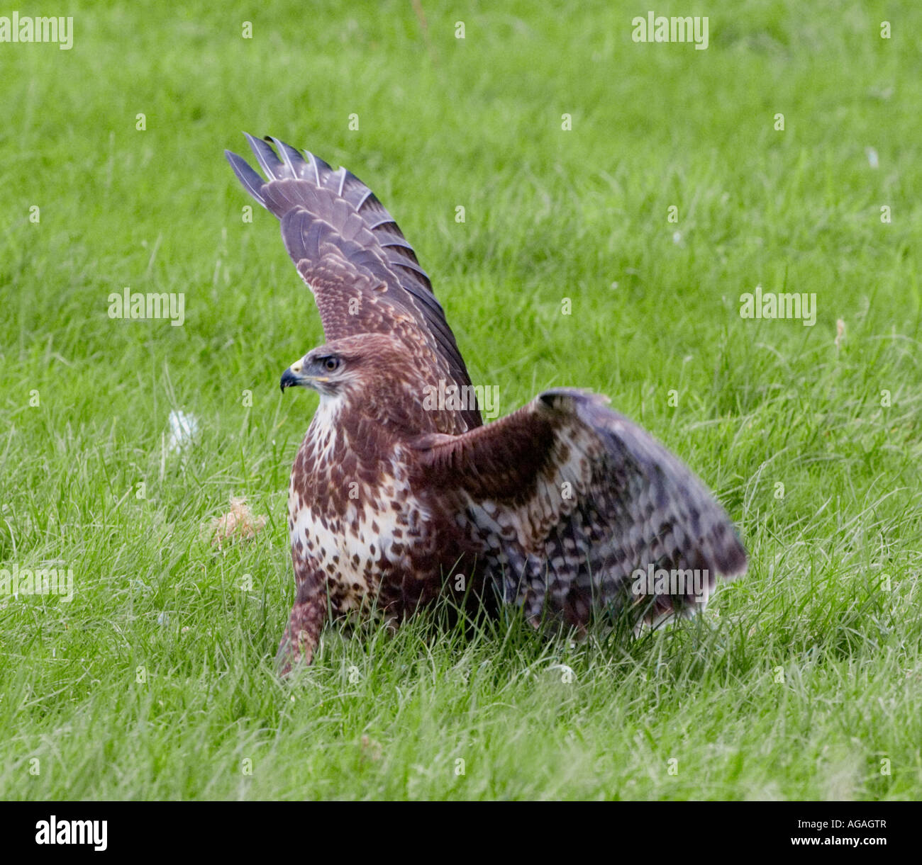 Buzzards flapping wings hires stock photography and images Alamy