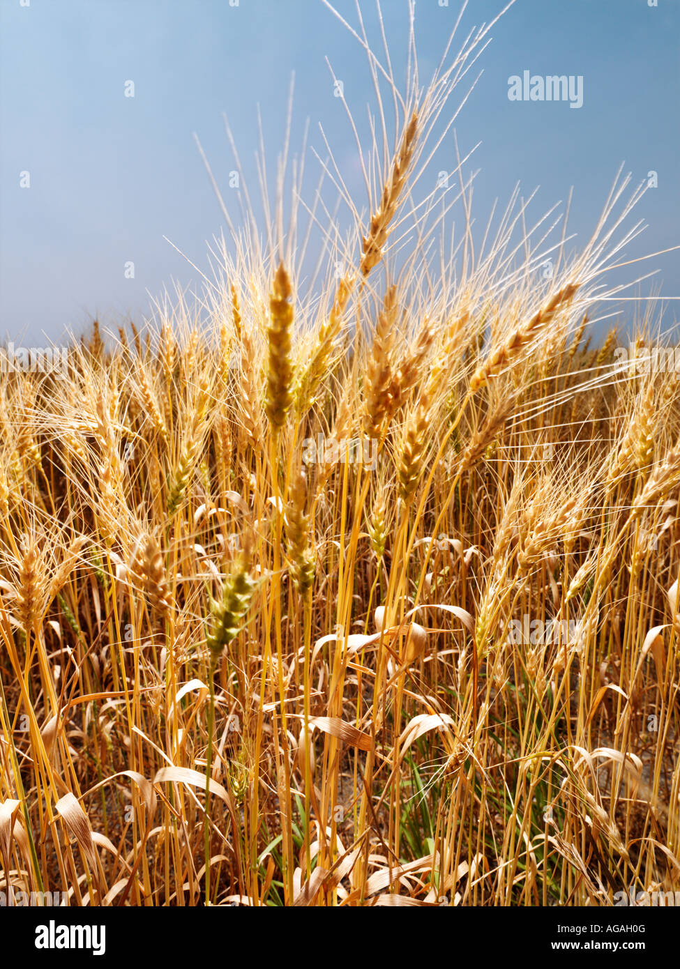 Field of wheat ready for harvest against blue sky Stock Photo - Alamy