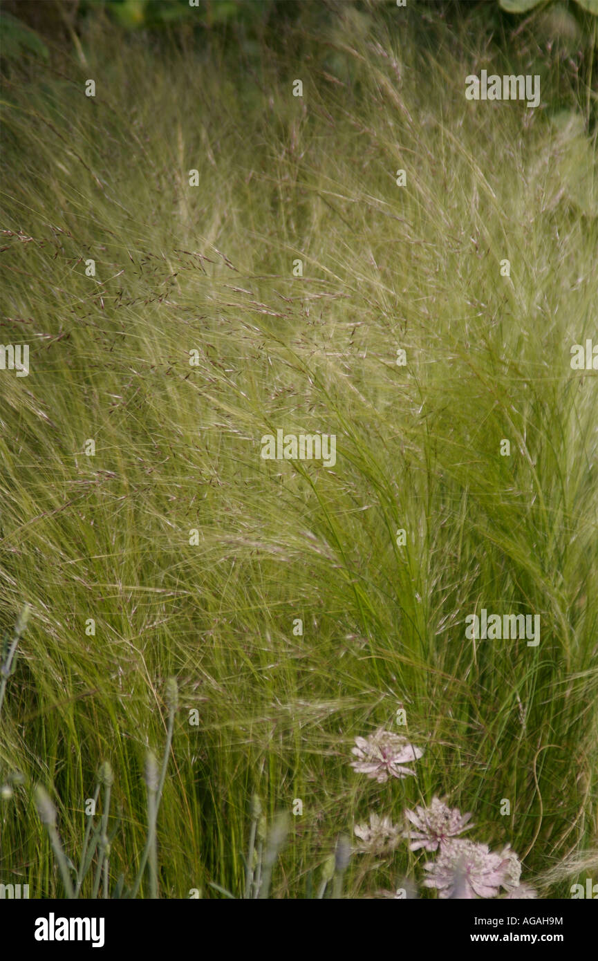 Stipa Tenuissima grasses in a Sunny Surrey Garden Border Stock Photo