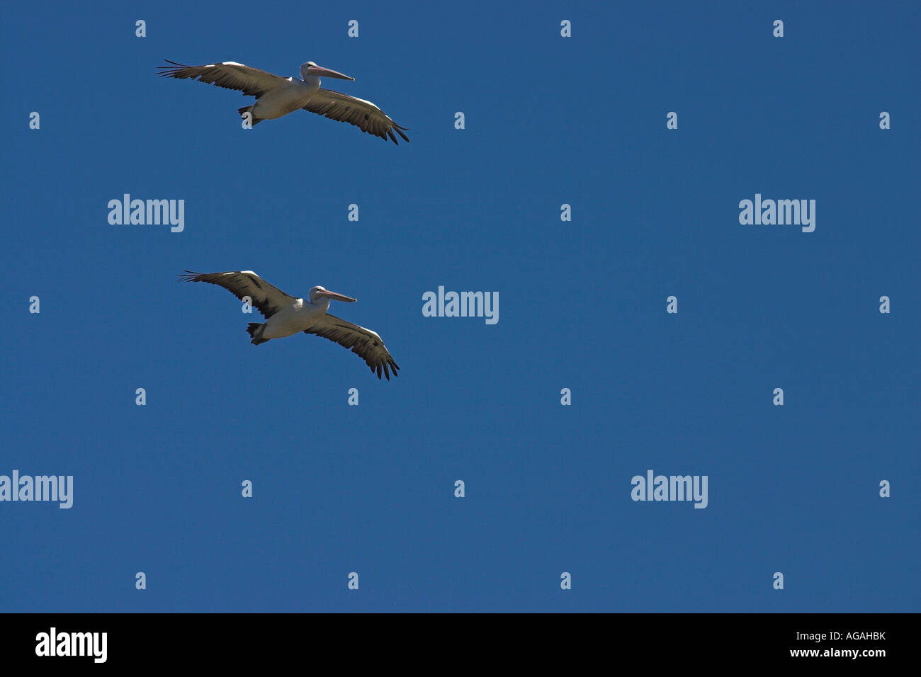 Australian pelican, pelecanus conspicillatus, two birds in flight Stock Photo