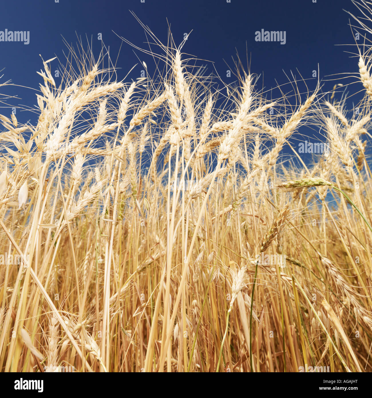Worms eye view of golden wheat field ready for harvest agaist blue sky Stock Photo