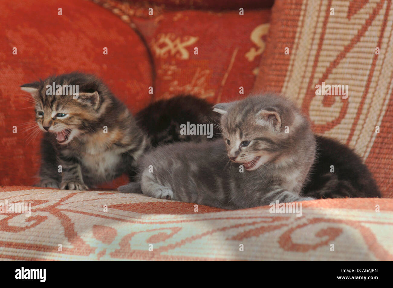 Kittens  On A Rug. Stock Photo