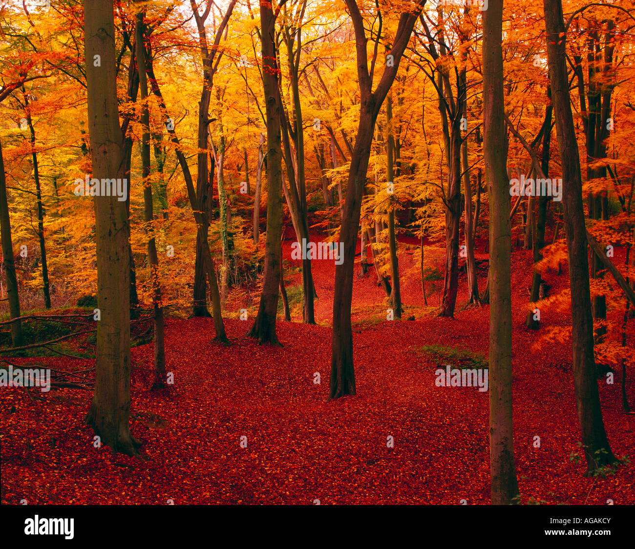 Burnham beeches buckinghamshire hires stock photography and images Alamy