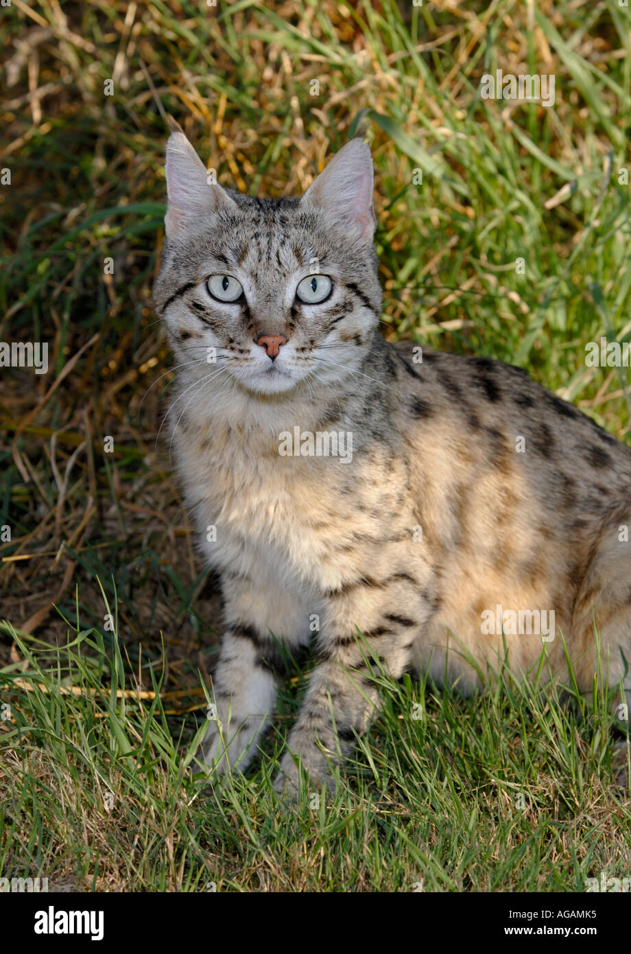 Male Asian wildcat or Indian desert cat ( Felis silvestris ornata), N W  India Pakistan Captive Port Lympne Wild Animal Park, Kent, UK Stock Photo -  Alamy