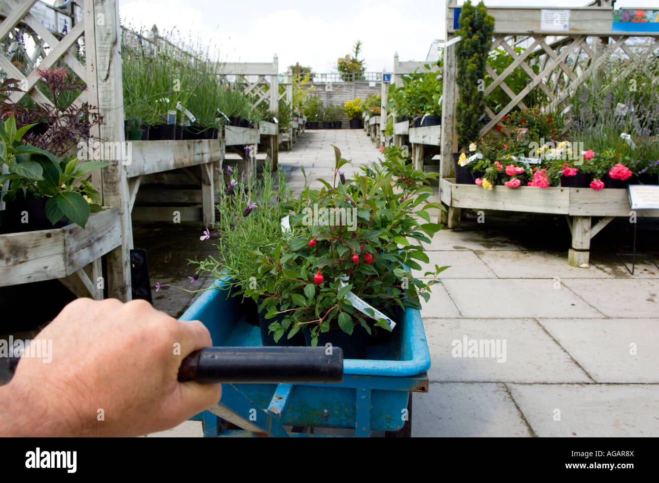 Plant garden centre hi-res stock photography and images - Alamy