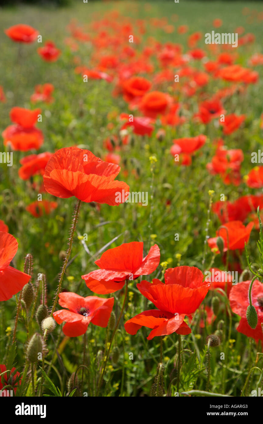 Political landscapes in art hi-res stock photography and images - Alamy