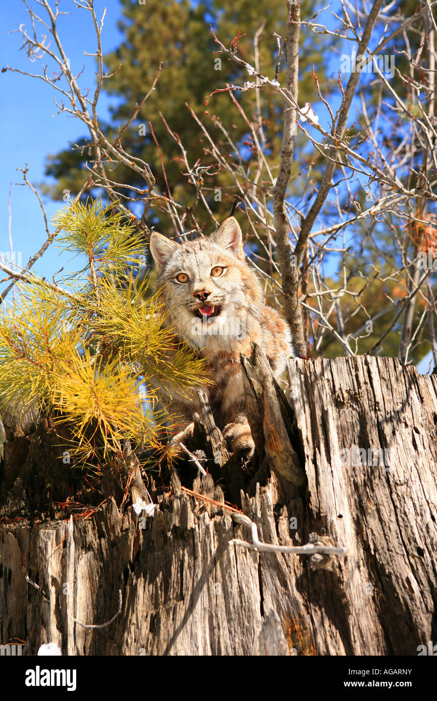North American Lynx outdoors in the winter Stock Photo Alamy