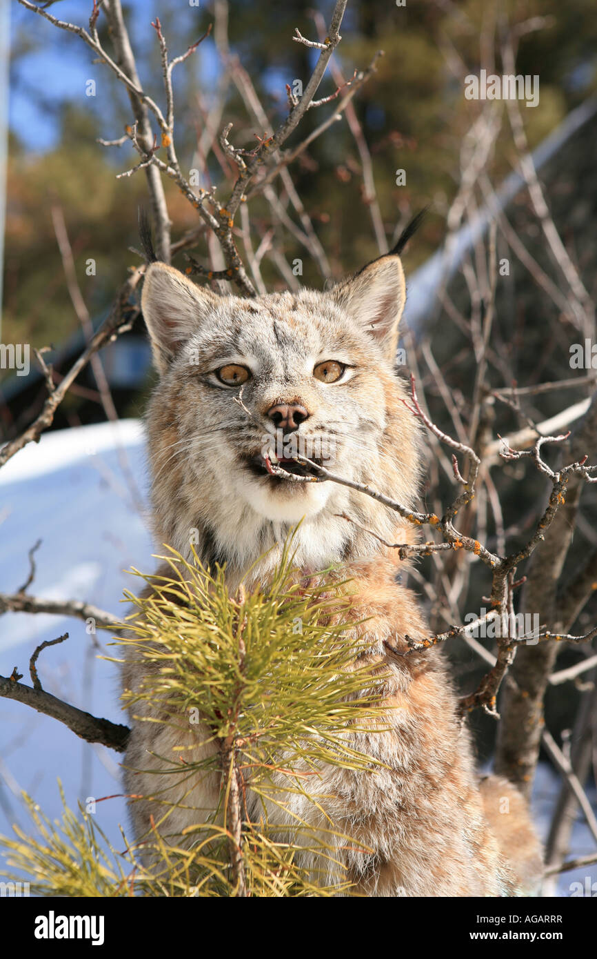 North American Lynx outdoors in the winter Stock Photo Alamy
