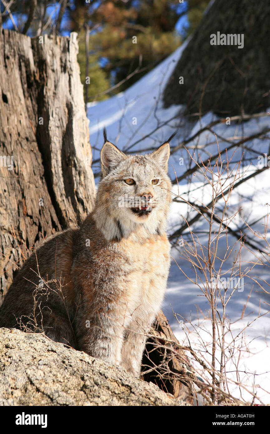 North American Lynx on snowy winter day Stock Photo