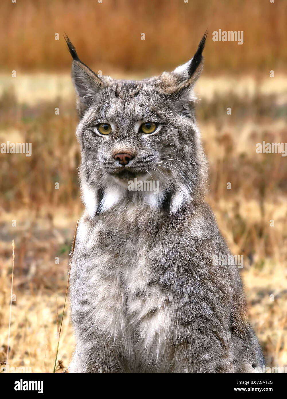 North American Lynx in field of golden grass on autumn day Stock Photo