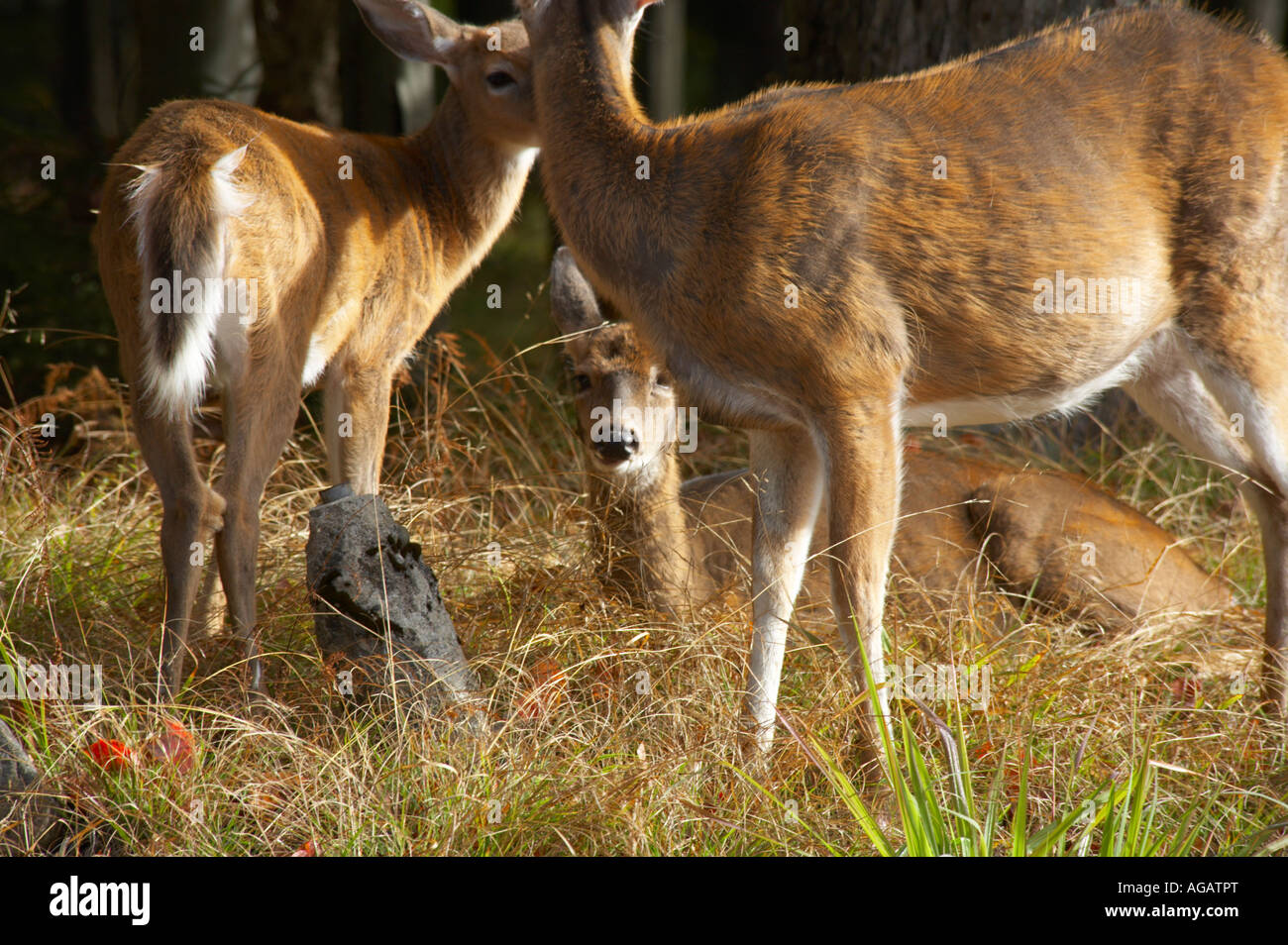 Deer along side of road in town of Old in the Adirondack Mounatin