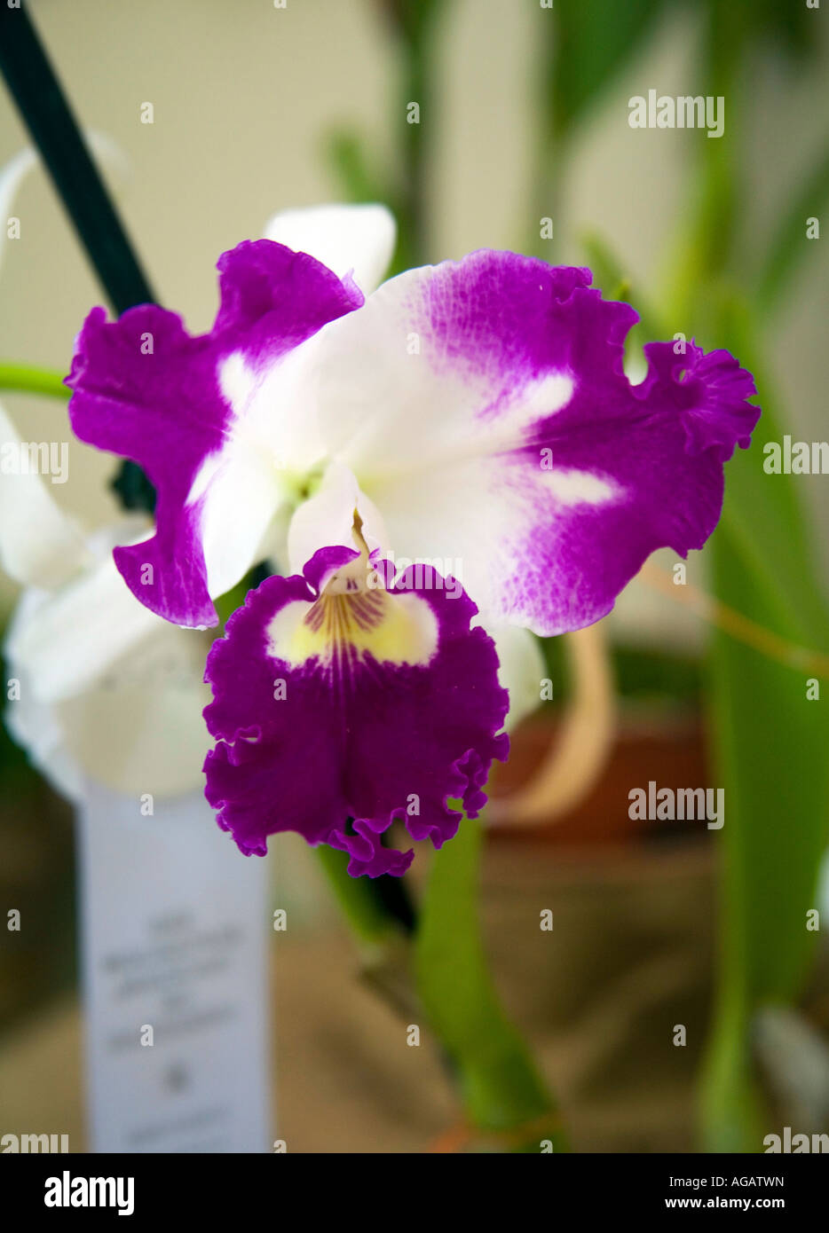 Brassolaelio Cattleya orchid flower Stock Photo