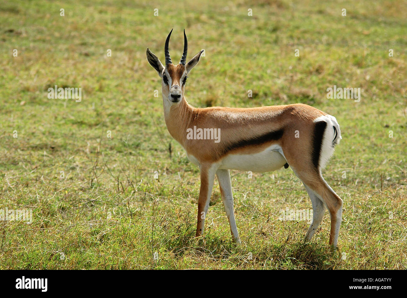 Gazelle in wild hi-res stock photography and images - Alamy