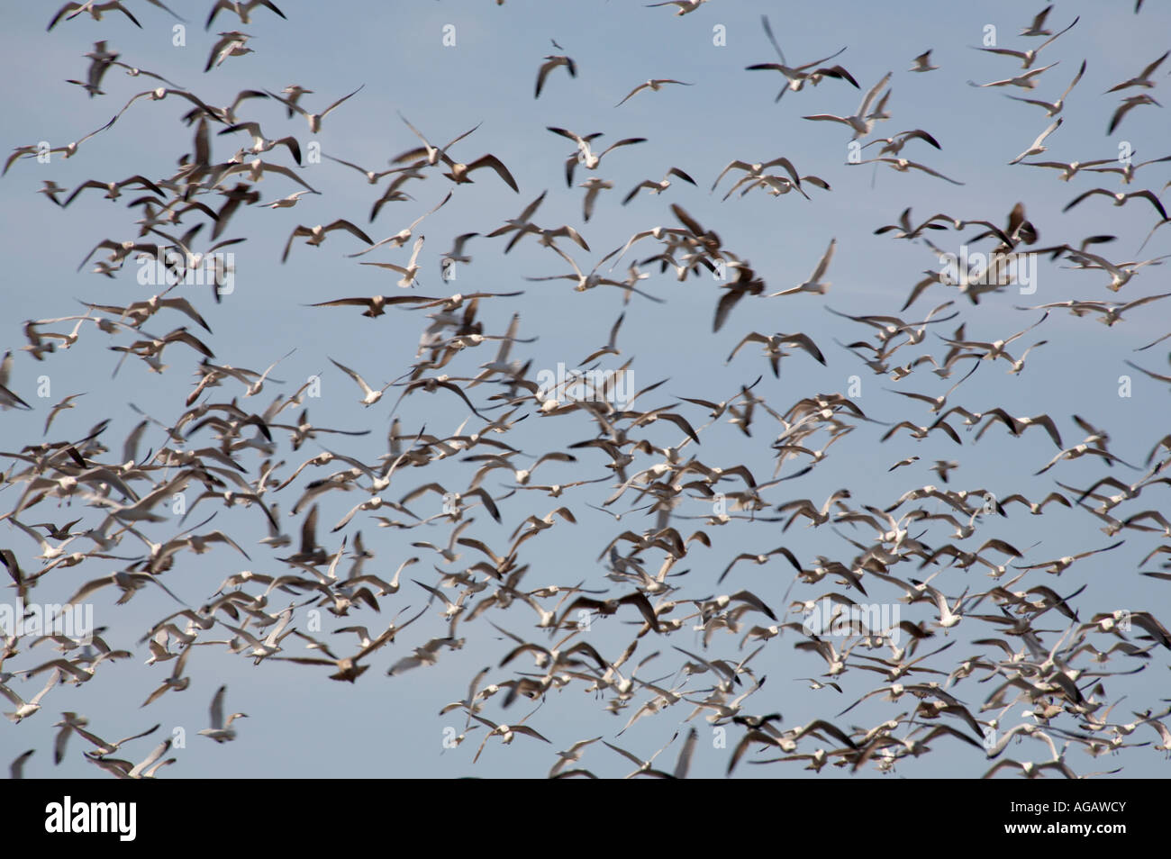 Birds flying over Sarasota County Landfill in southwestern Florida Stock Photo