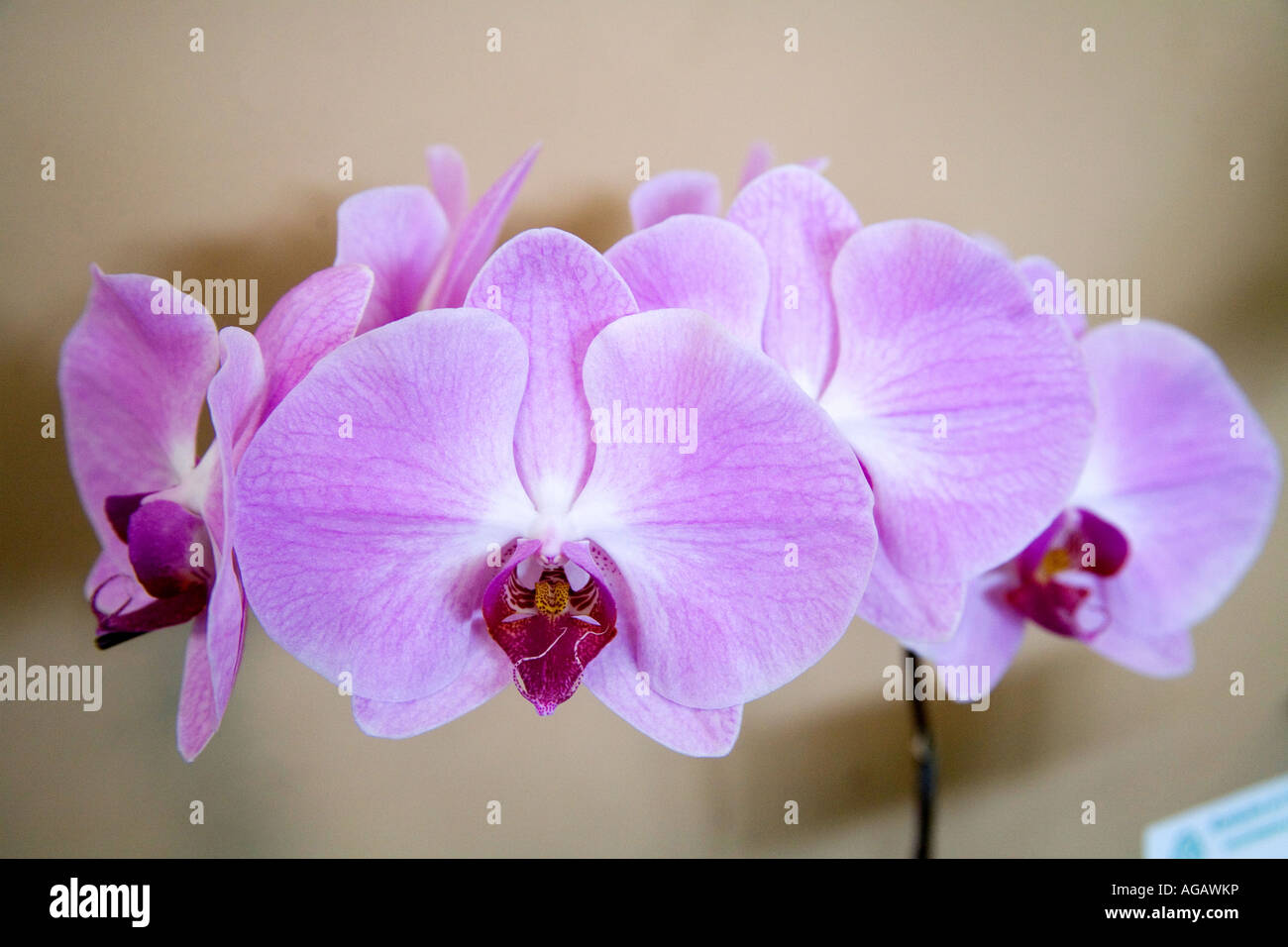 Phalaenopsis orchids cultivation in an exhibition in Panama Stock Photo