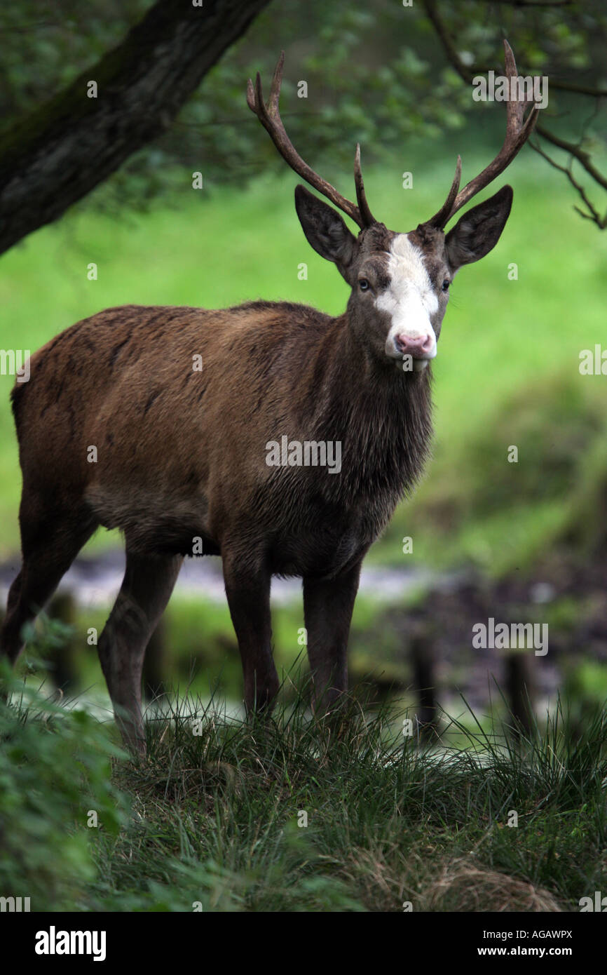 Red deer - Cervus elaphus Stock Photo