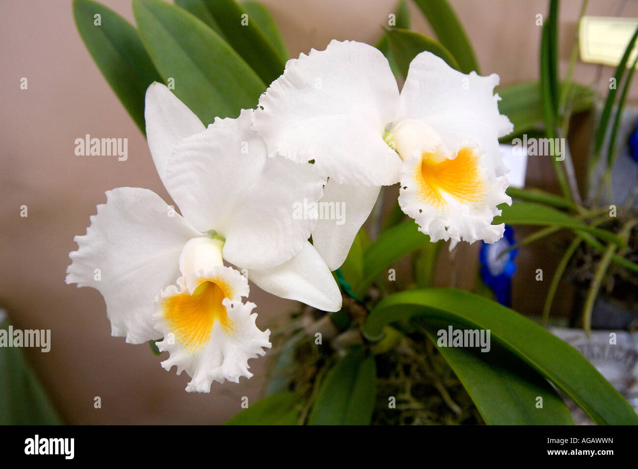 Cattleya Bow Bells orchids seen at Panama Central America Stock Photo